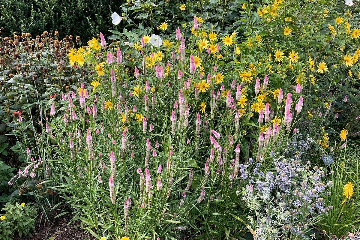 mixed flowers